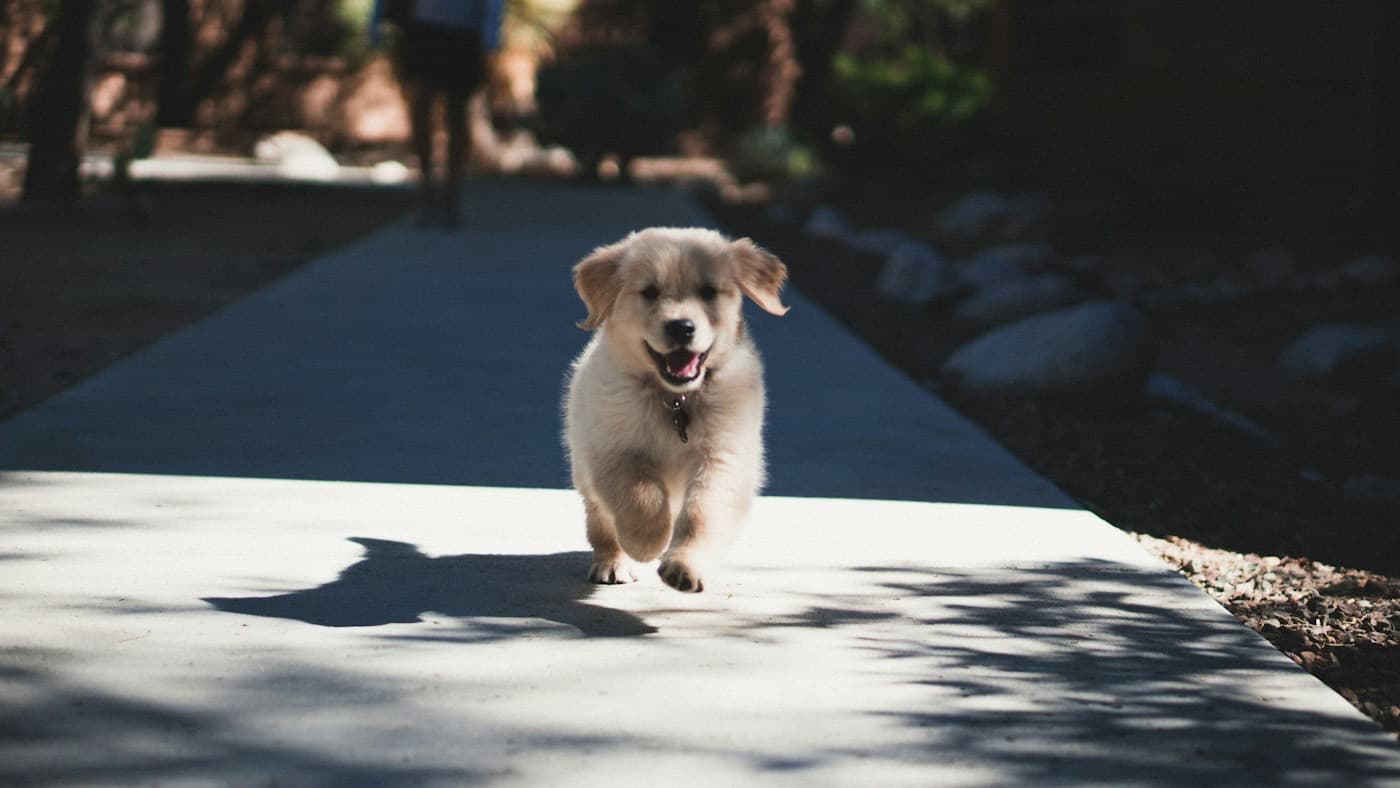 Filhote de cachorro correndo em direção à câmera